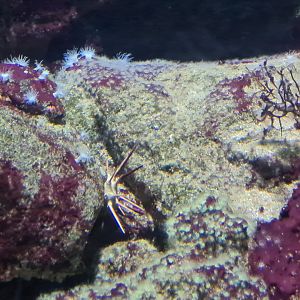 Sea urchin and anemones ID?