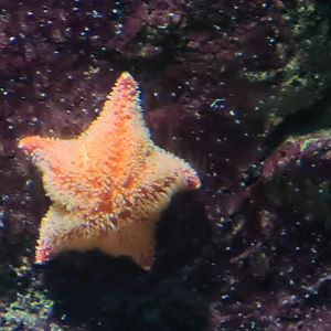 Starlet or Cushion star?