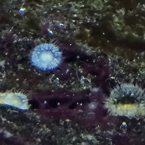 Anemones ID?