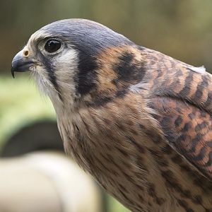 American Kestrel (Peggy)