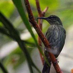 Red-legged Honeycreeper (female)