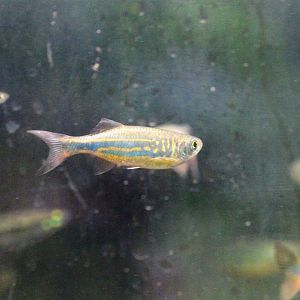 Giant Danio