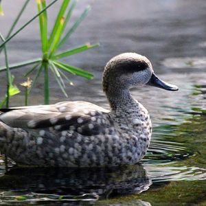 Marbled Teal