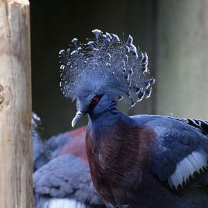 Victoria Crowned-Pigeon