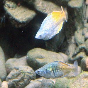 Boeseman's Rainbowfish