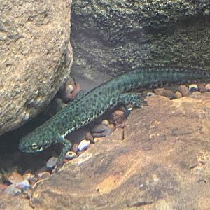 Black-spotted Newt
