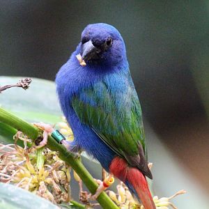 Sunda Parrotfinch
