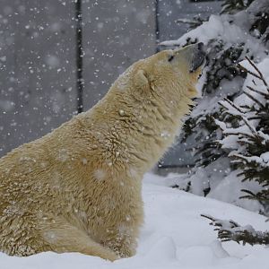 Polar bear
