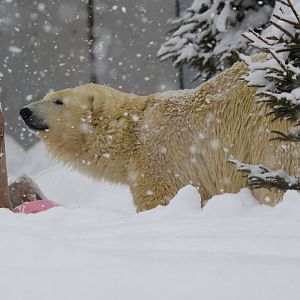 Polar bear