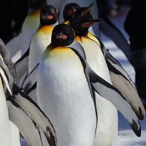 King penguin (Aptenodytes patagonicus)
