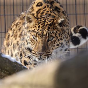 Amur leopard