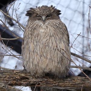 Blakiston's fish owl (Bubo blakistoni blakistoni)