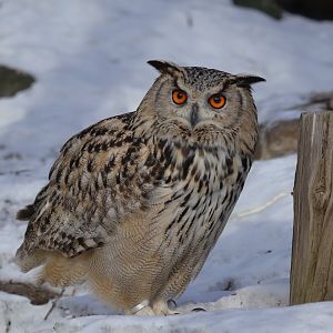 Eurasian eagle-owl (Bubo bubo bubo)