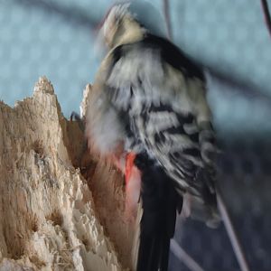 Hokkaido white-backed woodpecker( Dendrocopos leucotos subcirris )