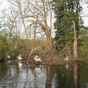 Downed tree in Dalmatian pelican pond, 2024-03-04