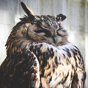 European Eagle Owl