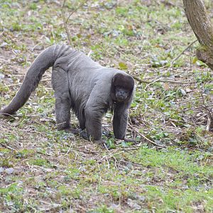 Grey woolly monkey