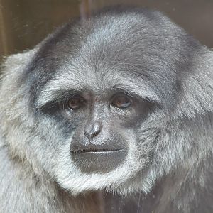 Silvery gibbon