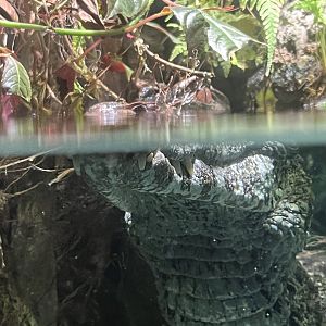 Smooth-Fronted Caiman