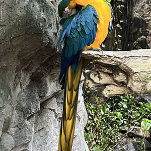 Blue and Gold Macaw