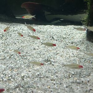 Rummy-nose Tetra