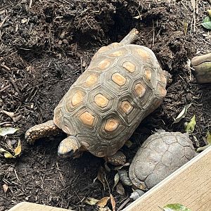 South American Yellow-Footed Tortoise