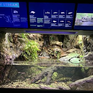 Allegheny Stream Exhibit