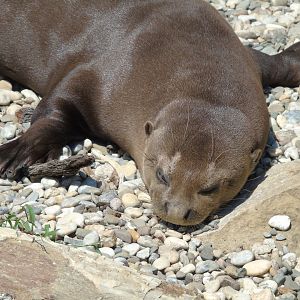 Giant otter