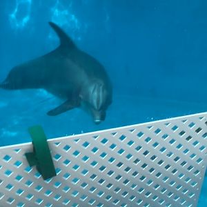 Atlantic Bottlenose Dolphin