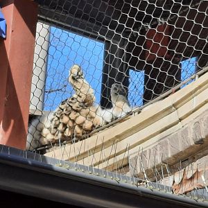 Snow Leopard lounging above the path