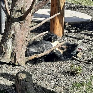 Sloth Bear lounging in the sun