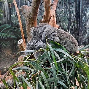 Mother Koala and Joey