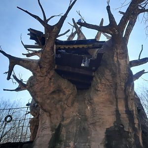 In the shadow of the Yagga Tree