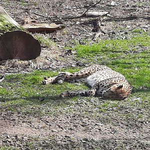 Cheetah Sunbathing