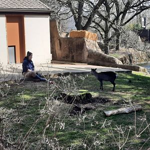 Tufted Deer Enrichment