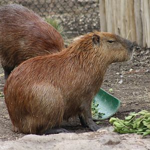 Capybara (Hydrochoerus hydrochaeris)