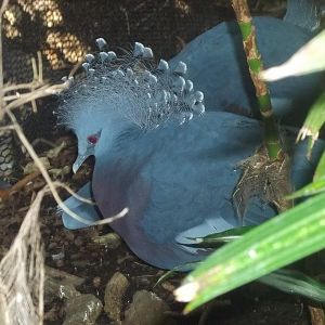 Victoria Crowned Pigeon