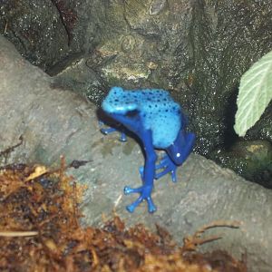 Blue Poison Dart Frog