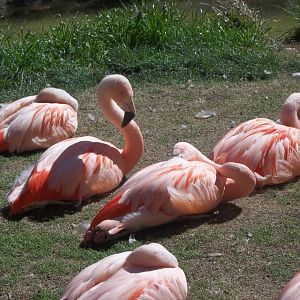 Chilean Flamingos