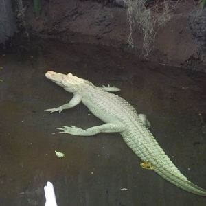 White Alligator