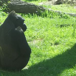 Western Lowland Gorilla