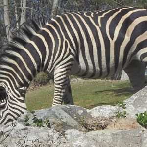 Grant’s Zebra