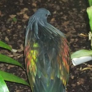 Nicobar Pigeon