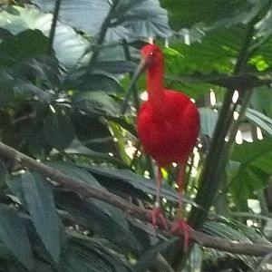 Scarlet Ibis