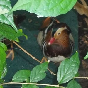 Mandarin Duck