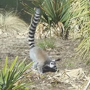 Ring-tailed Lemur