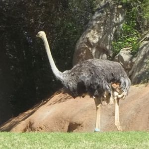 Common Ostrich