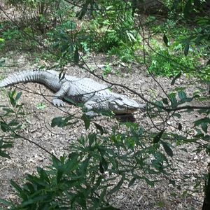 American Alligator