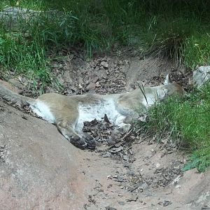 Sleeping Cougar