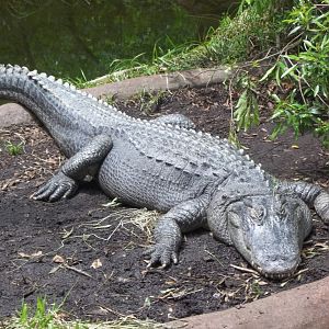 American Alligator